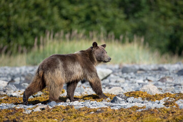 Brown Bear, Glacier Bay National Park, Alaska
