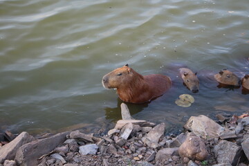 capybara