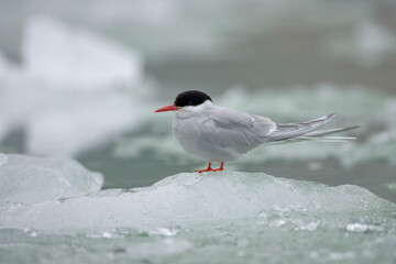 Arctic Tern, Endicott Arm, Alaska