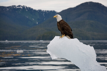 Bald Eagle on Iceberg, Alaska