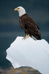 Bald Eagle on Iceberg, Alaska