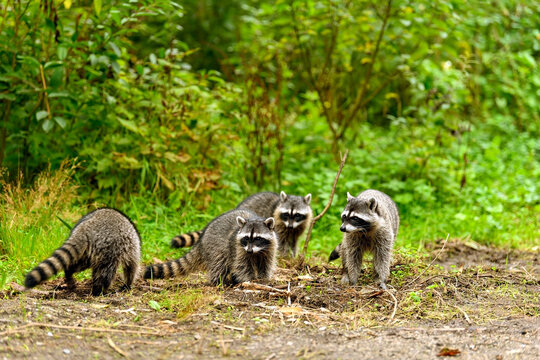 Close-up image of a cute young raccoon (Procyon lotor)