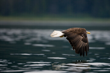 Bald Eagle in Flight, Alaska