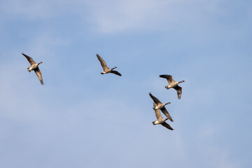 Canada Geese (Branta canadensis) flying over a lake in Sussex