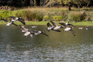 Canada Geese (Branta canadensis) arriving at a lake in Sussex