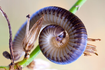 close up of millipede in defensive position