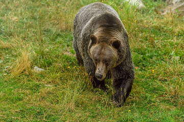 Grizzly Bear (Ursus arctos horribilis) walking in the woods