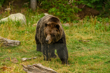 Grizzly Bear (Ursus arctos horribilis) walking in the woods