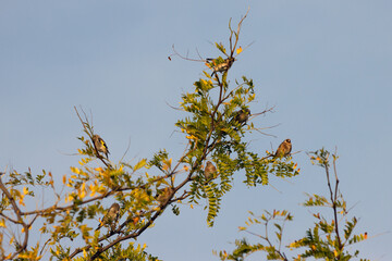 European Goldfinch enjoying the early morning late summer sunshine