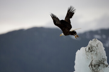 Bald Eagle in Flight above Iceberg, Alaska