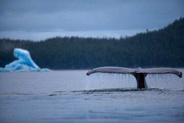 Humpback Whale and Iceberg, Alaska