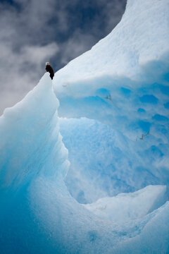 Bald Eagle On Iceberg, Alaska