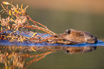 Beaver, Denali National Park, Alaska