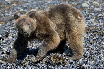 Brown Bear, Glacier Bay National Park, Alaska