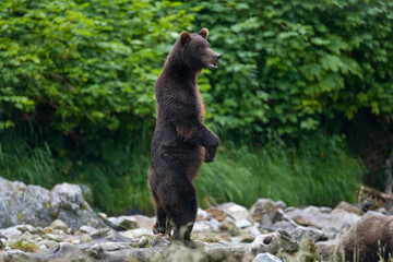 Obraz na płótnie Canvas Brown Bear, Baranof Island, Alaska