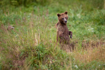 Brown Bear, Pybus Bay, Alaska