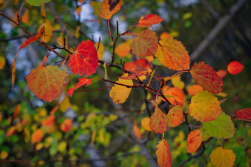 Fototapeta na wymiar An aspen branch with bright red autumn leaves close-up.