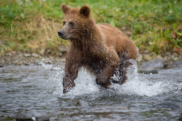 Obraz premium Brown Bear Running, Pybus Bay, Alaska