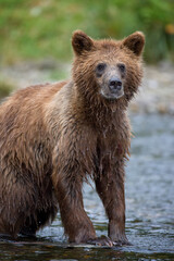 Brown Bear in Salmon Stream, Pybus Bay, Alaska