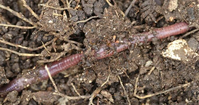Vermicompost (vermi-compost), Lumbricus terrestris, the common European earthworm moving in the ground
