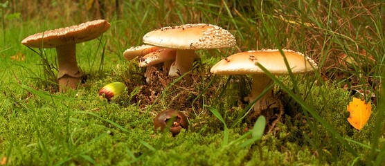 mushroom, forest, fungus, autumn, nature, moss, mushrooms, food, grass, cap, fungi, boletus, brown, green, toadstool, season, edible, wood, cep, red, plant, macro, amanita, wild, agaric