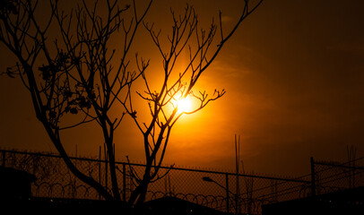 Atardecer a través de un tronco.