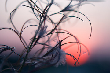sunset red sun with dried willow flowers in the meadow close up
