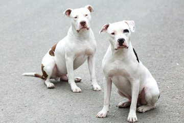 Obraz na płótnie Canvas Two Pitbull American Stanford - Adult Dogs Pets.