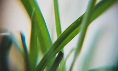 Macro foto del césped.