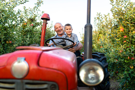 Grandfather and grandson enjoying driving retro styled tractor machine together through apple fruit orchard. Happy upbringing and childhood.