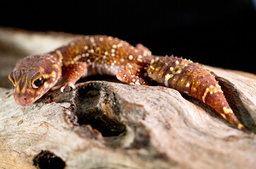 Barking Gecko Lizard