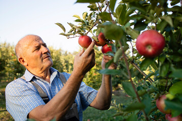 Senior man worker checking apples in fruit orchard.