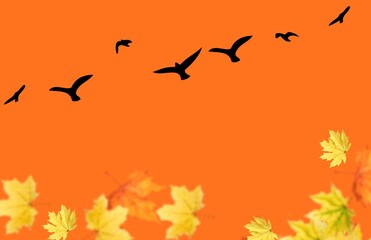 flock of birds.  birds flies away in the fall.