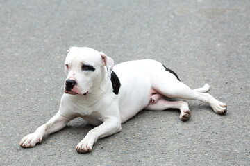 A Pitbull American Stanford - Adult Dog Pet.