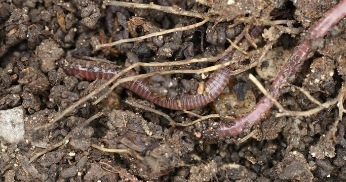 Vermicompost (vermi-compost), Lumbricus terrestris, the common European earthworm moving in the ground