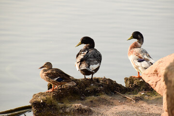 Ducks Sitting Near a Shore