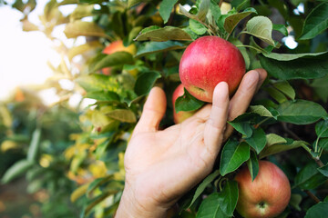 Close up view of farmers hand picking apple in fruit orchard.