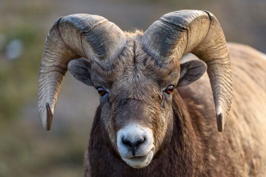 close up of a sheep