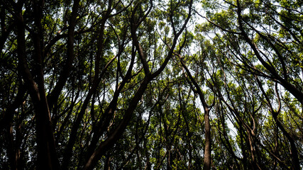 Cubierto por &aacute;rboles.