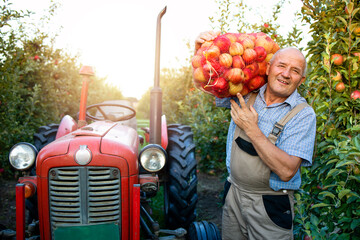 Portrait of farm worker holding sack full of apple fruit. In background an old retro styled tractor...
