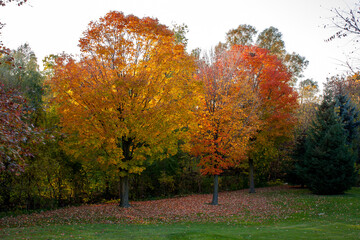 Autumn trees at sunset. Colorful fall trees in a park. 