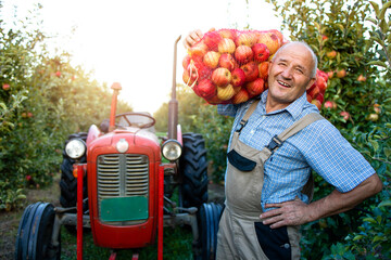 Farmer holding sack of apple fruit in orchard.