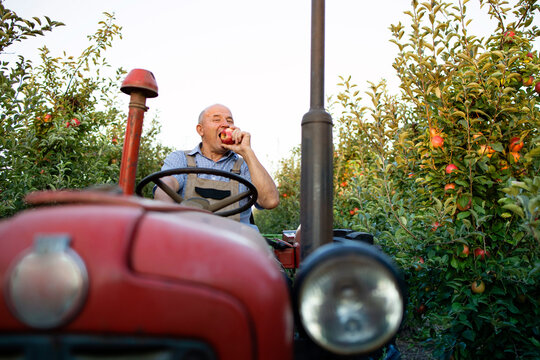 Senior worker driving his old retro styled tractor machine through apple orchard. - Powered by Adobe