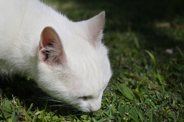 Naklejka na ściany i meble White cat in the garden of a Brazilian house