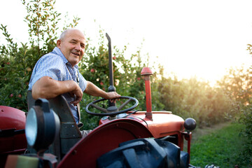 Portrait of senior man farmer driving his old retro styled tractor machine through apple fruit orchard in sunset.