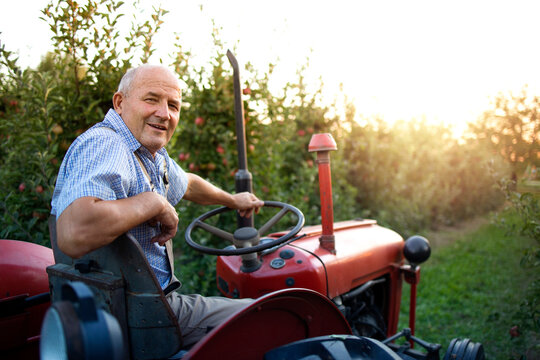 Portrait of senior man farmer driving his old retro styled tractor machine through apple fruit orchard in sunset.