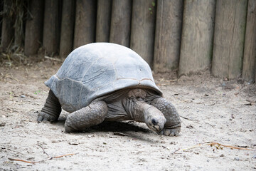 Tortue d'Aldabra Zoo de Granby, Québec Canada