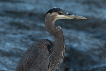 Great blue heron, seen in the wild in North California 