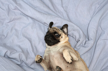 Small cute pug dog sleeping at home on the bed. good morning with the pet