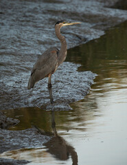 Great blue heron, seen in the wild in North California 